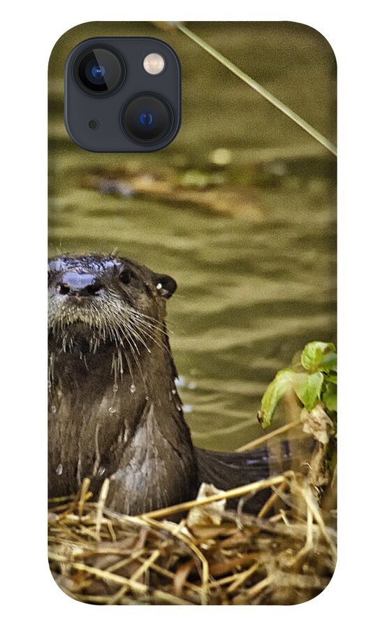 Otter iPhone 13 Case featuring the photograph Buffalo National River Otter by Michael Dougherty