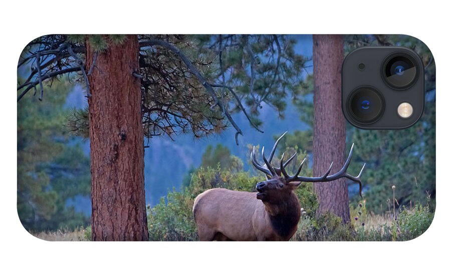 Bull Elk iPhone 13 Case featuring the photograph Bugling Elk by Natural Focal Point Photography