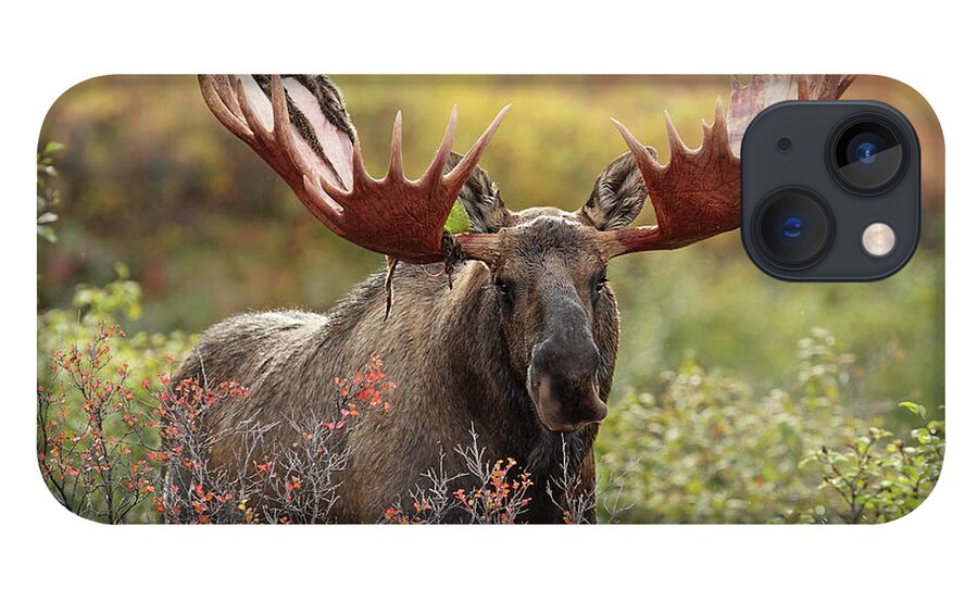 Animal Themes iPhone 13 Case featuring the photograph Bull Moose - Denali National Park - by P. De Graaf