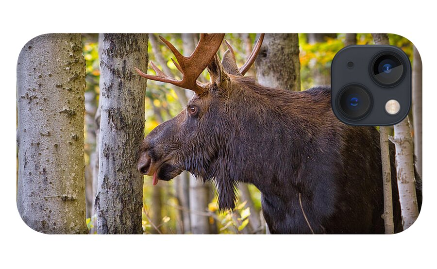 Alces Alces iPhone 13 Case featuring the photograph Bull Moose In The Birches by Jeff Sinon