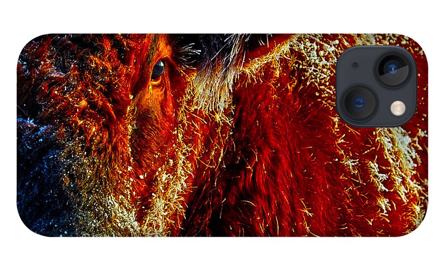 Hdr iPhone 13 Case featuring the photograph Bull on Ice by Amanda Smith