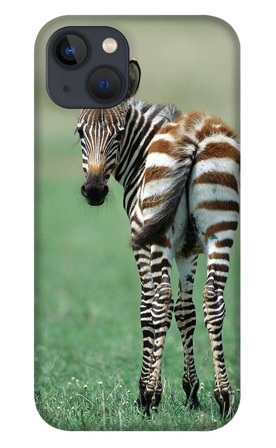 00344924 iPhone 13 Case featuring the photograph Zebra Foal in Masai Mara by Yva Momatiuk John Eastcott