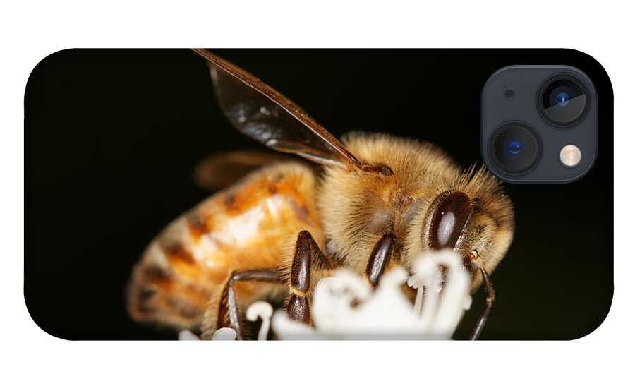Bee iPhone 13 Case featuring the photograph Busy Bee by Jonathan Davison