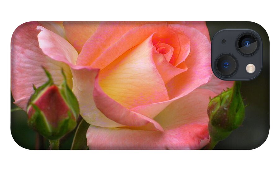 Flower iPhone 13 Case featuring the photograph Buttermilk Pink by Derek Dean