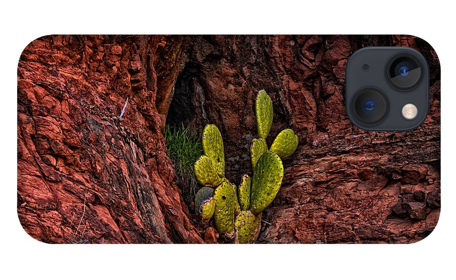 2014 iPhone 13 Case featuring the photograph Cactus Dwelling by Mark Myhaver