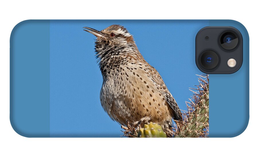 Animal iPhone 13 Case featuring the photograph Cactus Wren Singing by Jeff Goulden