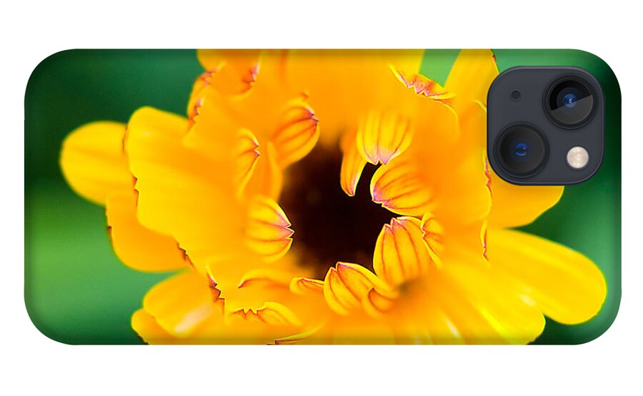 Yellow iPhone 13 Case featuring the photograph Calendula by Lisa Chorny