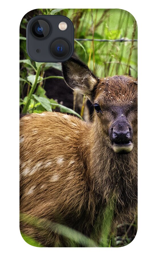 Elk iPhone 13 Case featuring the photograph Calf Elk Boxley Valley by Michael Dougherty