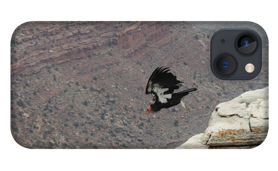 Condor iPhone 13 Case featuring the photograph California Condor Taking Flight by Jayne Wilson