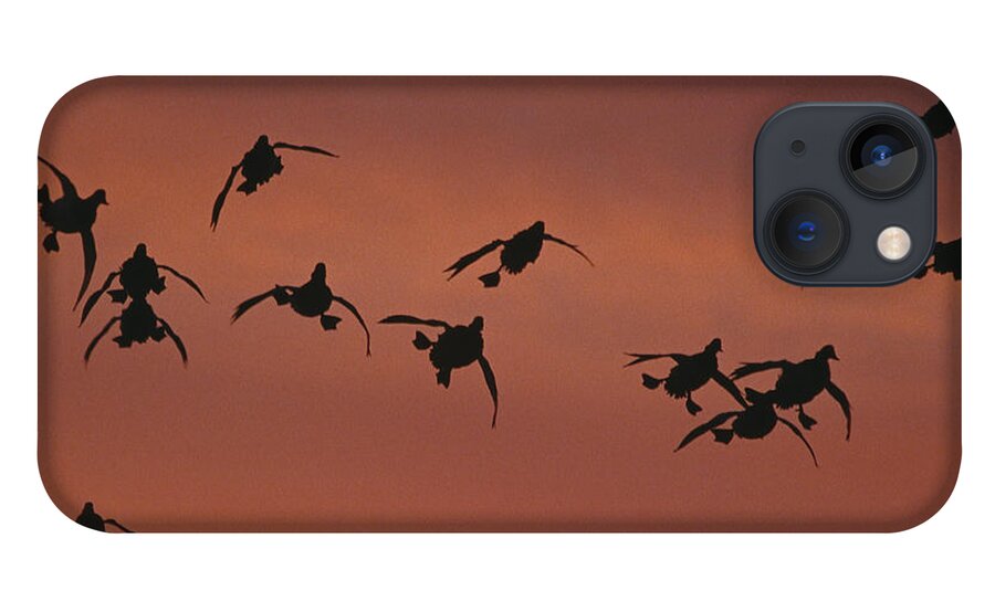 Feb0514 iPhone 13 Case featuring the photograph Canvasbacks Landing At Sunrise by Tom Vezo