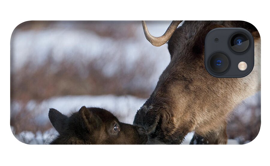 00782253 iPhone 13 Case featuring the photograph Caribou Mother Nuzzling Calf by Sergey Gorshkov