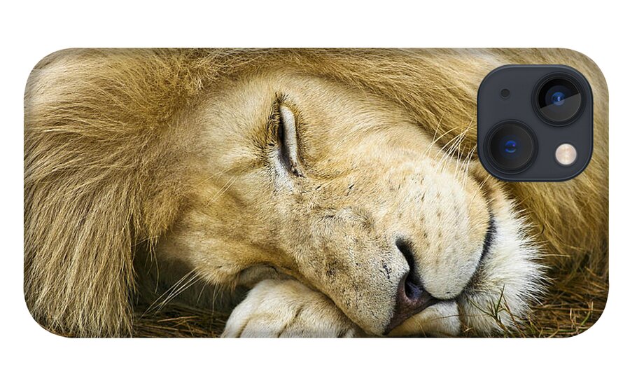 Lion iPhone 13 Case featuring the photograph Cat Nap by Jennifer Ludlum