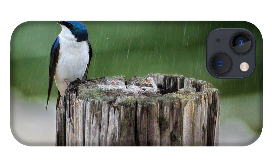 Bird iPhone 13 Case featuring the photograph Catching Raindrops by Jai Johnson