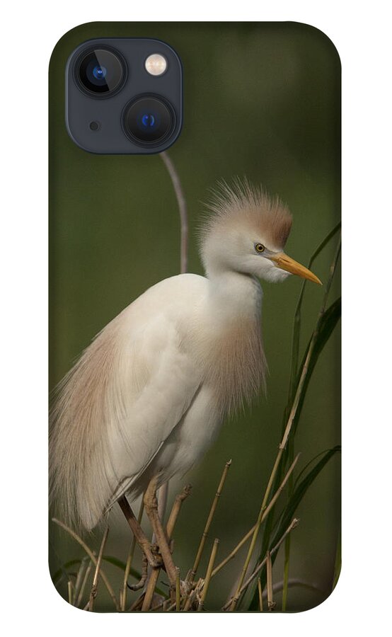 Wildlife iPhone 13 Case featuring the photograph Cattle Egret, Bubulcus ibis by Tony Mills