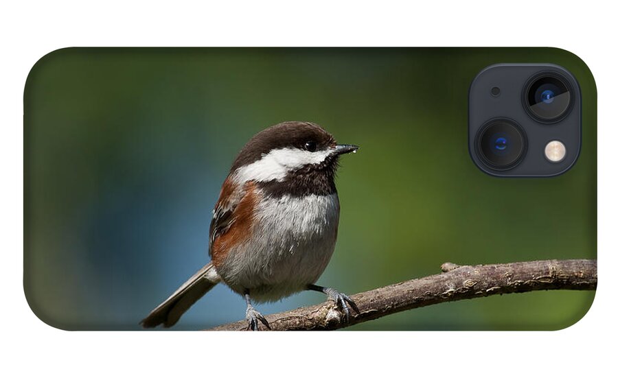 Animal iPhone 13 Case featuring the photograph Chestnut Backed Chickadee Perched on a Branch by Jeff Goulden