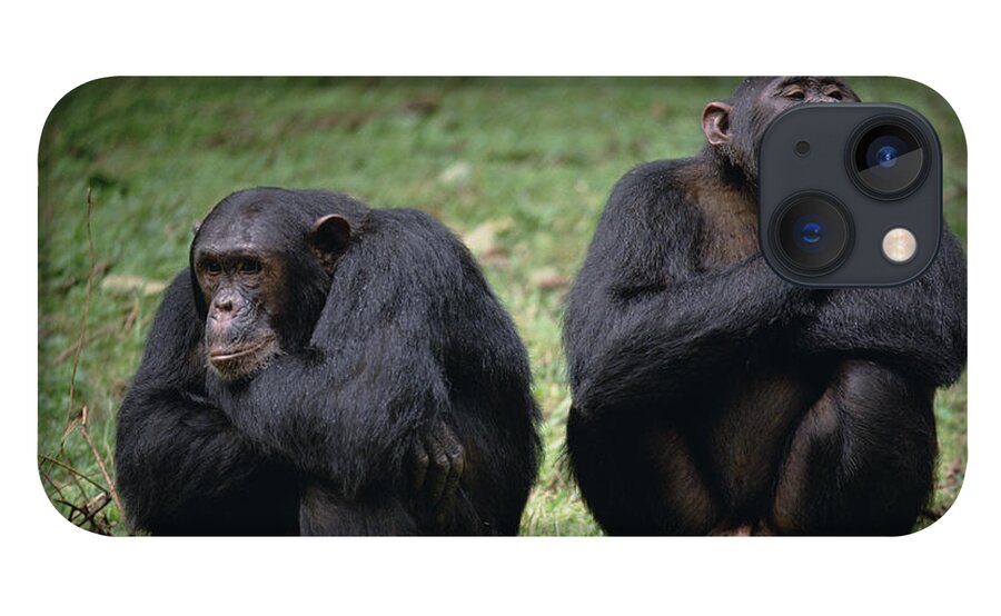 Feb0514 iPhone 13 Case featuring the photograph Chimpanzee Pair Interacting Gombe Stream by Gerry Ellis