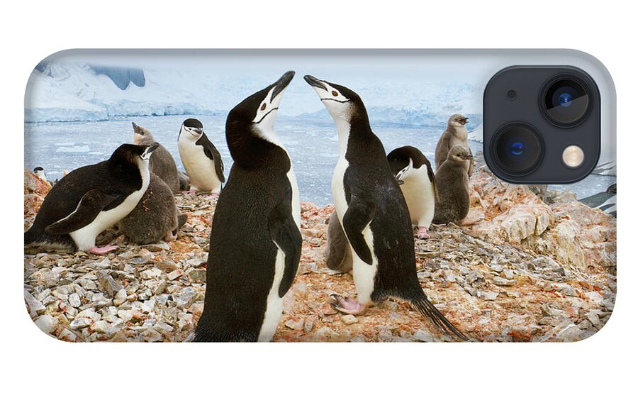 00345557 iPhone 13 Case featuring the photograph Chinstrap Penguin Colony at Spigot Point by Yva Momatiuk John Eastcott