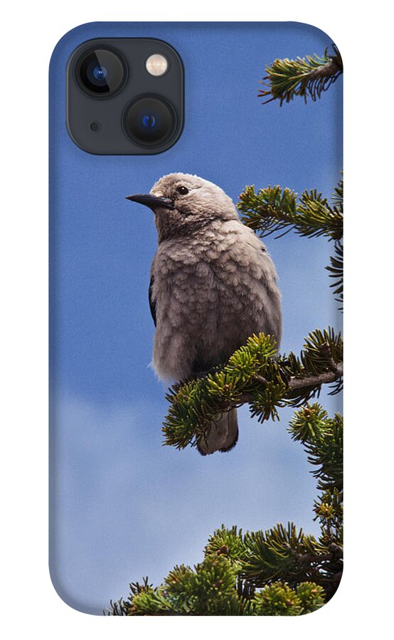 Animal iPhone 13 Case featuring the photograph Clark's Nutcracker in a Fir Tree by Jeff Goulden