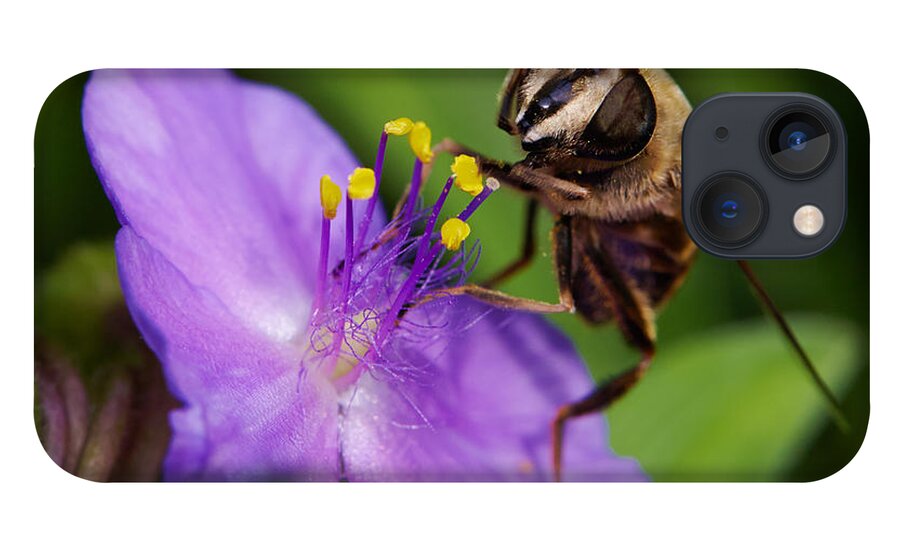 Closeup iPhone 13 Case featuring the photograph Closeup of a bee on a purple flower by Nick Biemans
