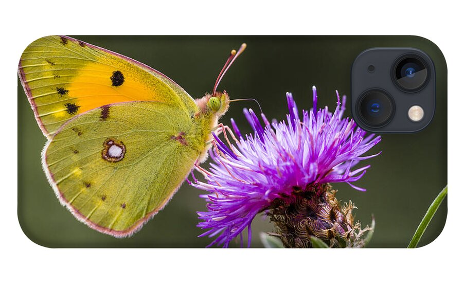 Nis iPhone 13 Case featuring the photograph Clouded Yellow Butterfly Feeding by Alex Huizinga