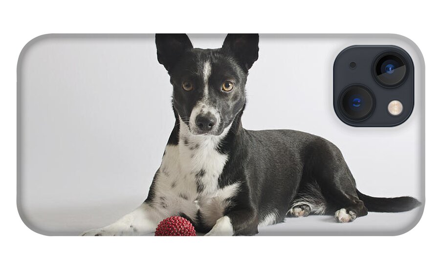 Black And White Dog Studio Portrait iPhone 13 Case featuring the photograph Cochiti 2 by Irina ArchAngelSkaya