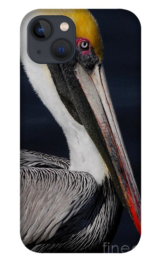 Pelican iPhone 13 Case featuring the photograph Colors of a Pelican by Quinn Sedam