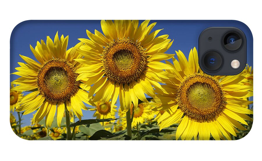 Feb0514 iPhone 13 Case featuring the photograph Common Sunflower Flowers Japan by Hiroya Minakuchi