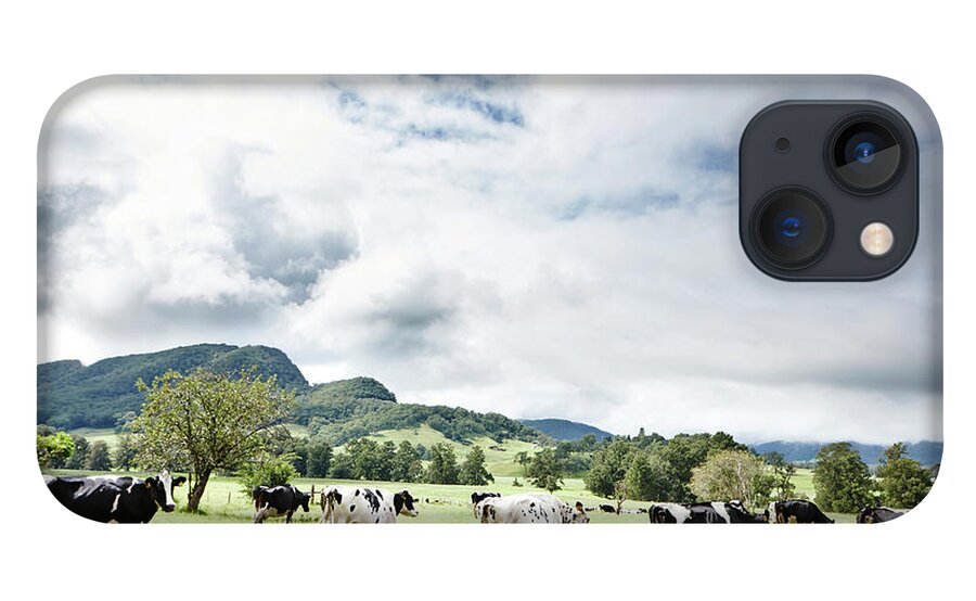 Domestic Animals iPhone 13 Case featuring the photograph Cows Walk In Beautiful Paddock by Stuart Miller