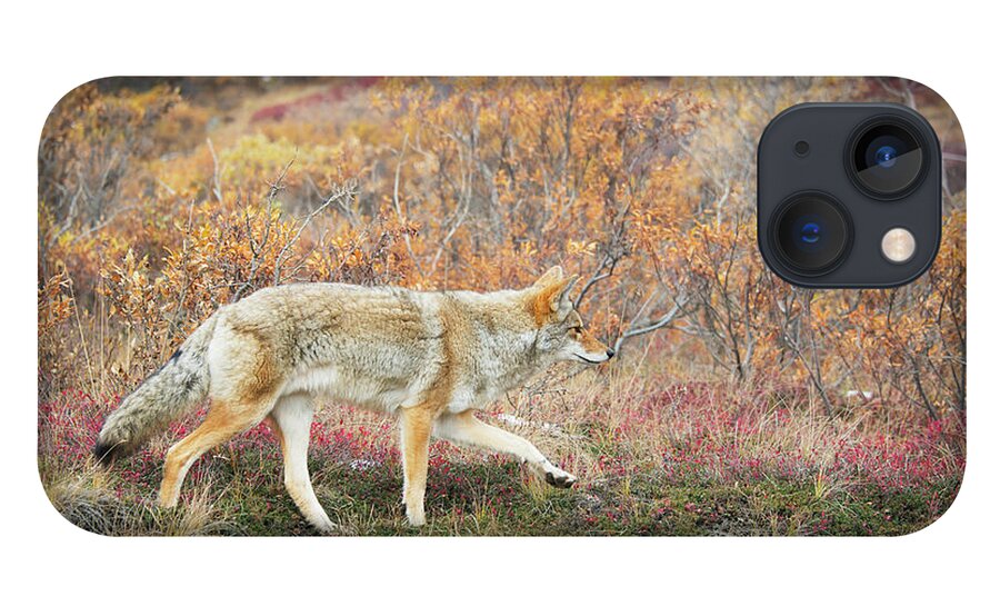 One Animal iPhone 13 Case featuring the photograph Coyote Canis Latrans Hunts In Autumn by Cathy Hart / Design Pics