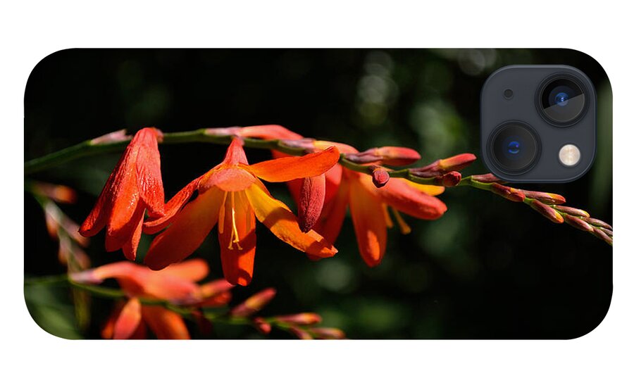 Art iPhone 13 Case featuring the photograph Crocosmia 'Dusky Maiden' Flowers by Scott Lyons