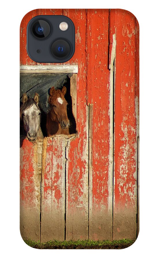 Animals iPhone 13 Case featuring the photograph Curiosity by Mary Lee Dereske