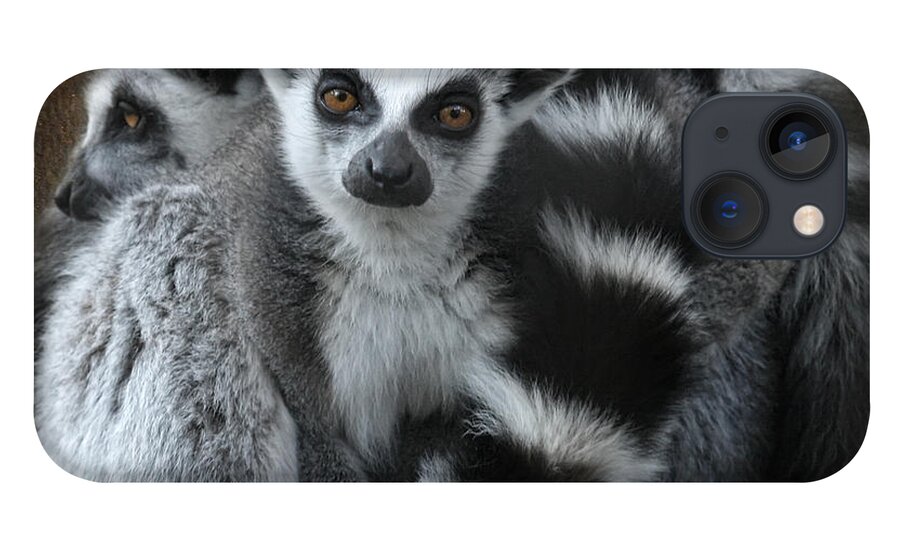 Lemur iPhone 13 Case featuring the digital art Curious Lemur by Jayne Carney