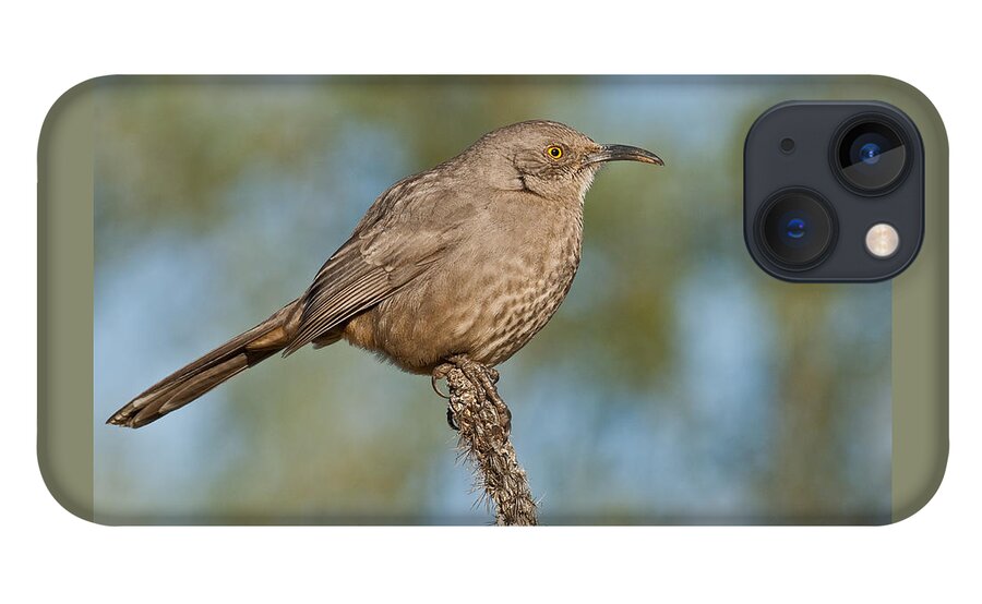 Animal iPhone 13 Case featuring the photograph Curve-Billed Thrasher by Jeff Goulden