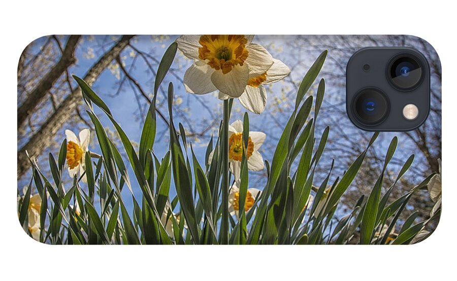 Daffodil iPhone 13 Case featuring the photograph Daffodil Sun by Terry Rowe