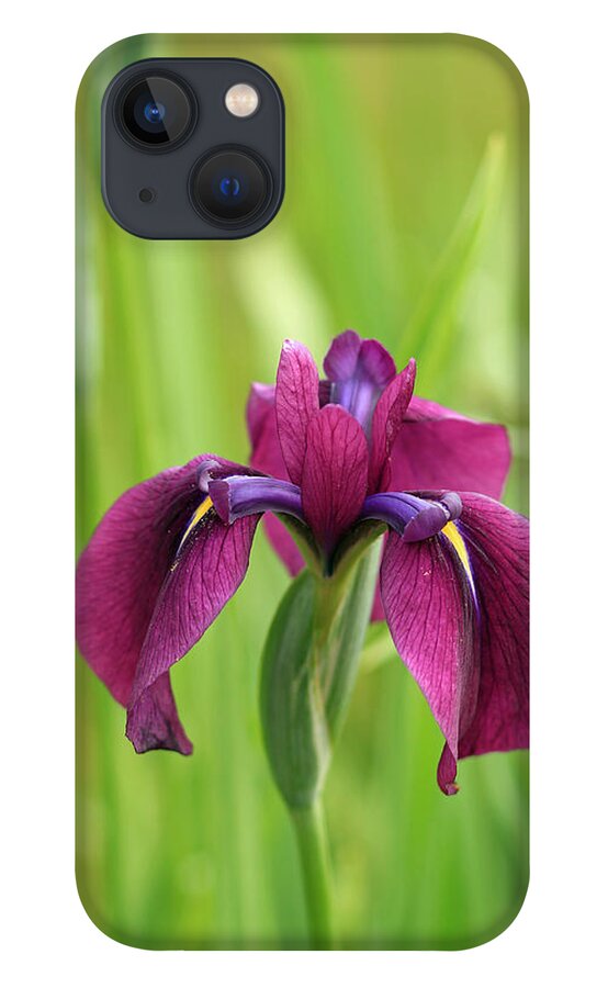 Floral iPhone 13 Case featuring the photograph Dark Magenta Iris by E Faithe Lester