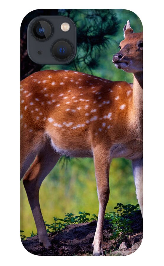 Deer iPhone 13 Case featuring the photograph Deer in the woods by Nick Biemans