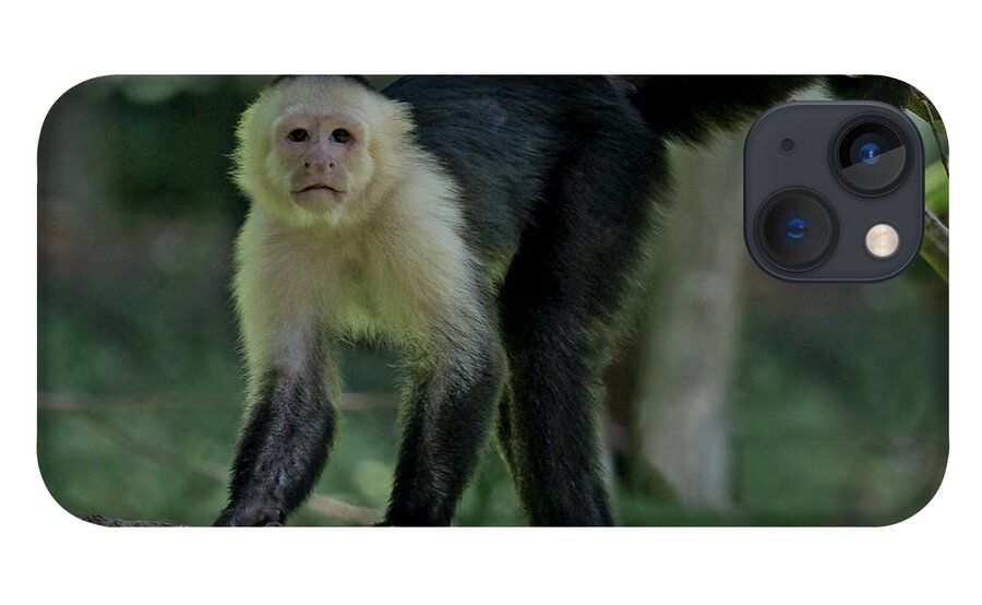 White-faced Capuchin Monkey iPhone 13 Case featuring the photograph Denizen Of The Rainforest by Larry Linton