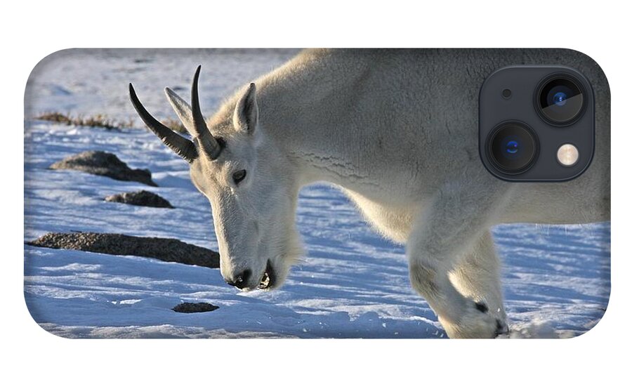 Mountain Goat iPhone 13 Case featuring the photograph Digging for Dinner by Jim Garrison