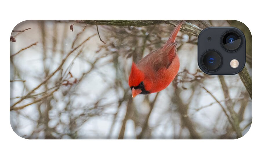 Jan Holden iPhone 13 Case featuring the photograph Diving Cardinal by Holden The Moment