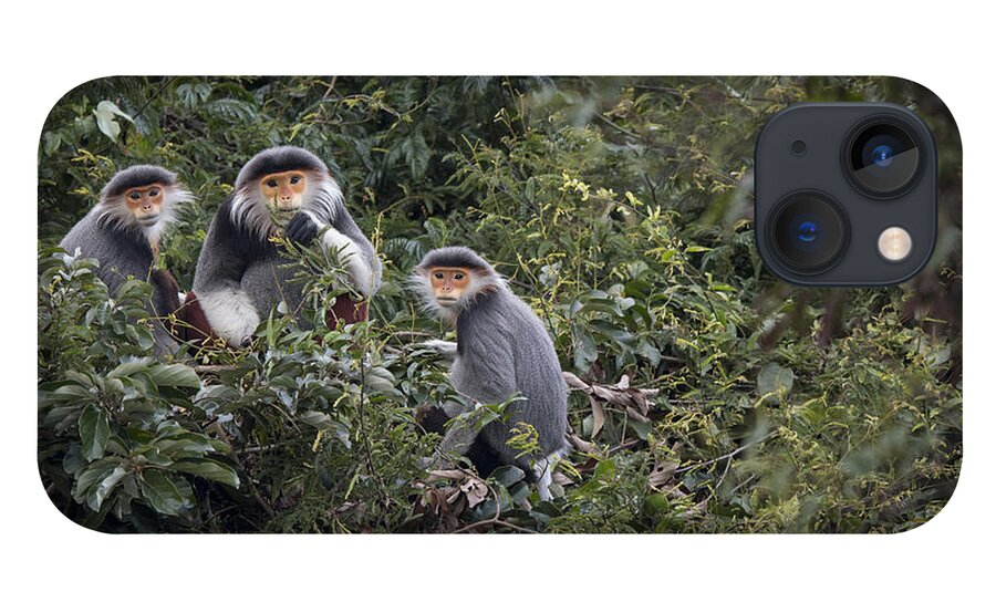 Cyril Ruoso iPhone 13 Case featuring the photograph Douc Langur Male And Females Vietnam by Cyril Ruoso
