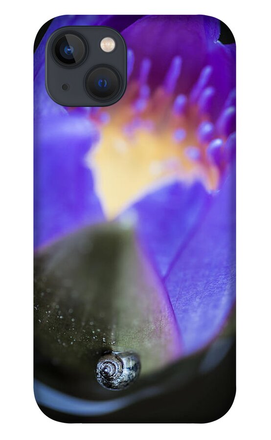 Snail iPhone 13 Case featuring the photograph Dreaming Mollusk by Priya Ghose