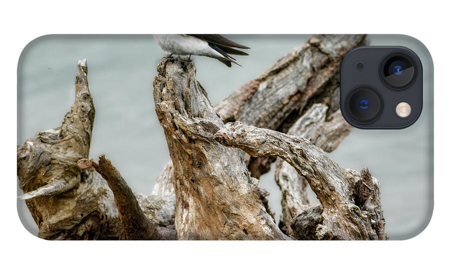 Bird iPhone 13 Case featuring the photograph Driftwood Song by Jai Johnson