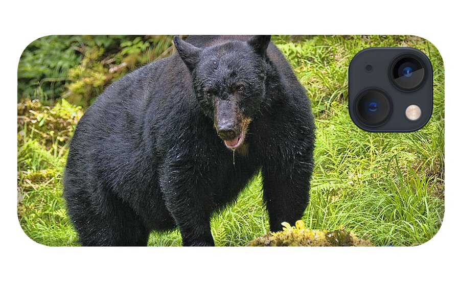 Alaska iPhone 13 Case featuring the photograph Drooling Bear Overhead by Betty Eich
