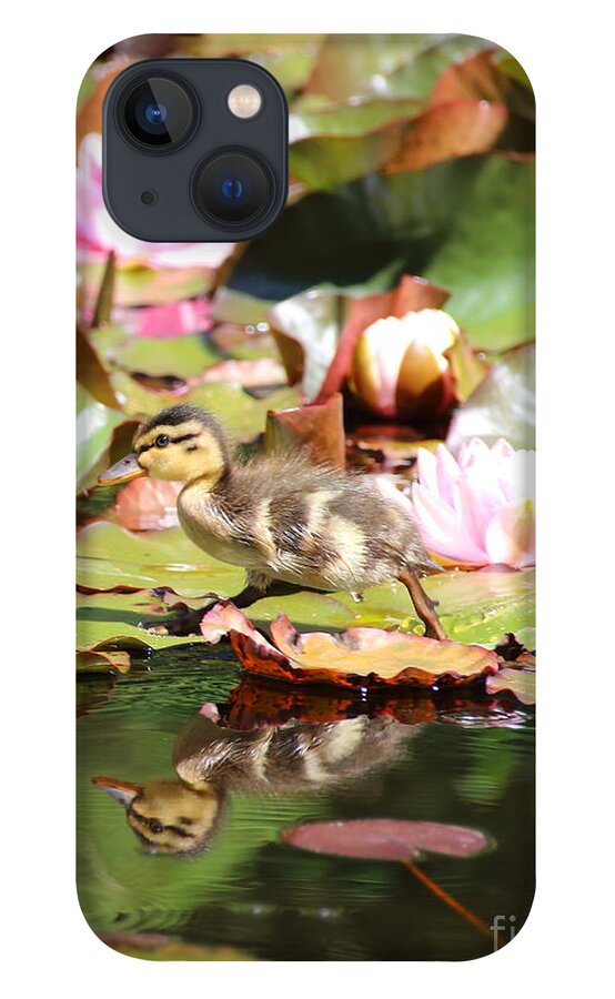 Ducklings iPhone 13 Case featuring the photograph Duckling running over the Water Lilies 2 by Amanda Mohler