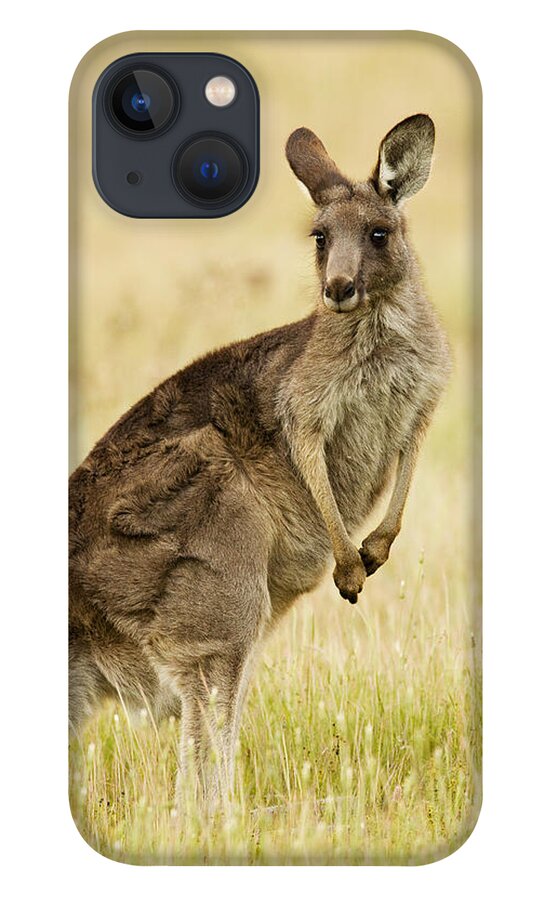Sebastian Kennerknecht iPhone 13 Case featuring the photograph Eastern Grey Kangaroo Mount Taylor by Sebastian Kennerknecht