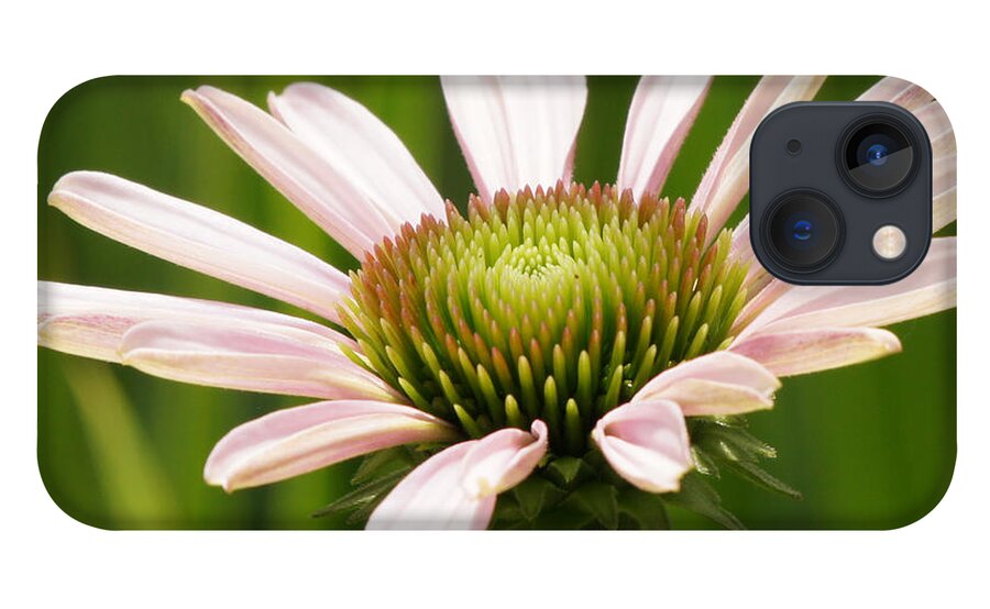 Purple Coneflower iPhone 13 Case featuring the photograph Echinacea Flower Unfolds Closeup by Robert E Alter Reflections of Infinity