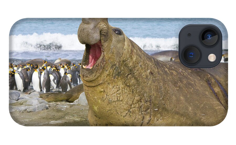 00345872 iPhone 13 Case featuring the photograph Elephant Seal Roaring by Yva Momatiuk John Eastcott