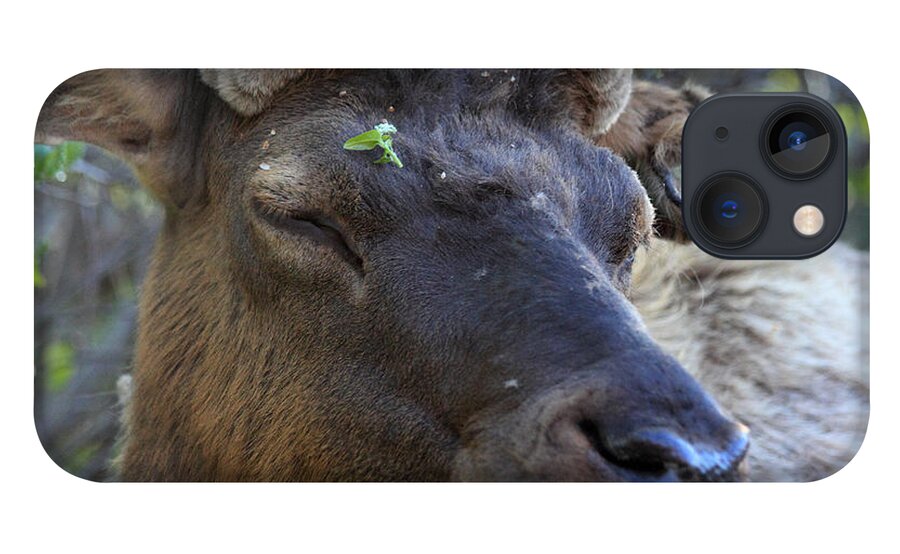 Elk iPhone 13 Case featuring the photograph Elk Chuckle by Shane Bechler