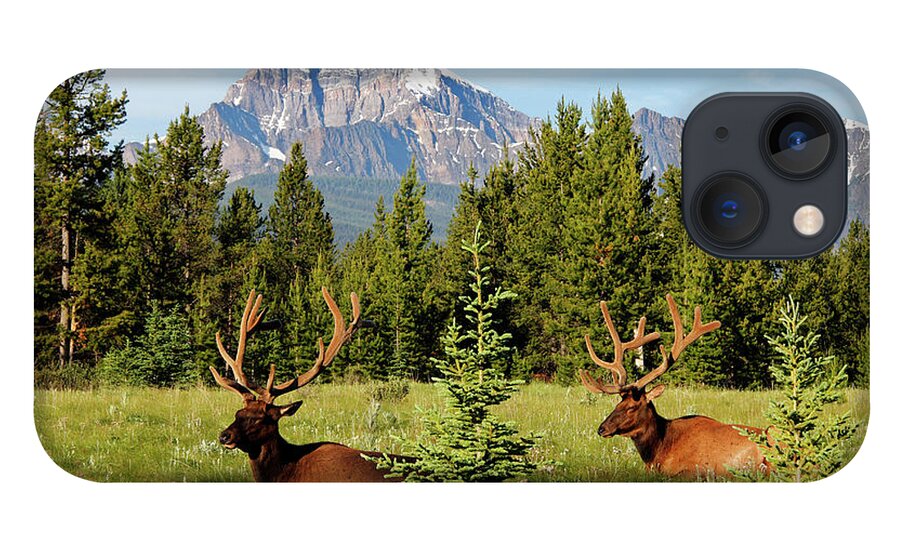Grass iPhone 13 Case featuring the photograph Elks At Bow Valley, Banff Nationalpark by Hans-peter Merten