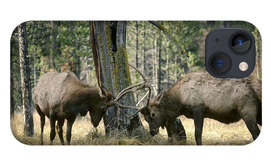 Feb0514 iPhone 13 Case featuring the photograph Elks Sparring Yellowstone Np Wyoming by Michael Quinton